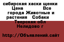 сибирская хаски щенки › Цена ­ 10 000 - Все города Животные и растения » Собаки   . Тверская обл.,Нелидово г.